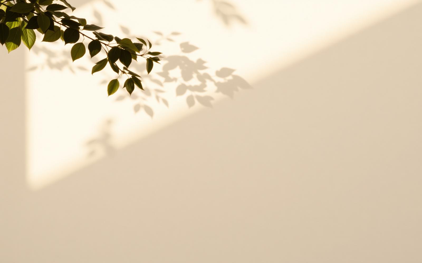 Soft sunlight and leaf shadows across a pale plaster wall